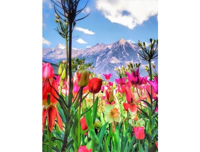 Anteprima foto 4 - Affitto Appartamento Vacanze da Privato a Merano (Bolzano/Bozen)