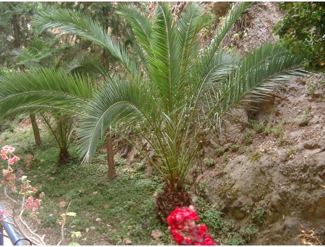 Anteprima foto 5 - Affitto Appartamento Vacanze da Privato a Montecarlo (Lucca)