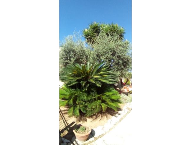 Anteprima foto 6 - Affitto Appartamento Vacanze da Privato a Paceco (Trapani)