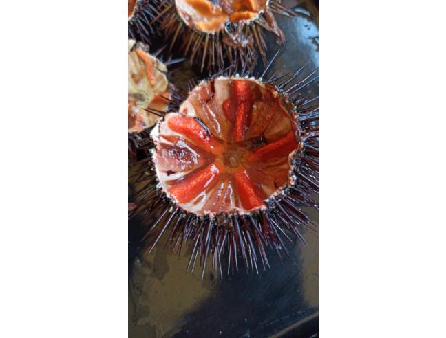 Anteprima foto 6 - Affitto Appartamento Vacanze da Privato a Ponza (Latina)