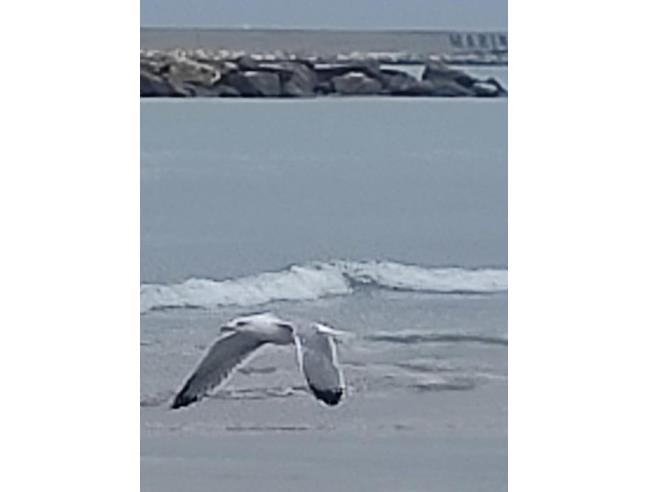 Anteprima foto 1 - Affitto Appartamento Vacanze da Privato a Porto San Giorgio (Fermo)