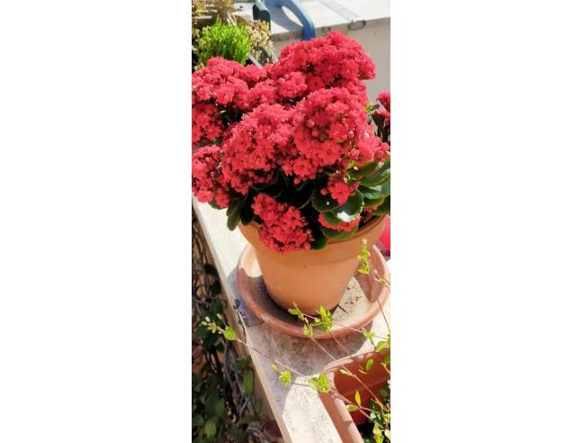 Anteprima foto 8 - Affitto Appartamento Vacanze da Privato a Roma - Tuscolano