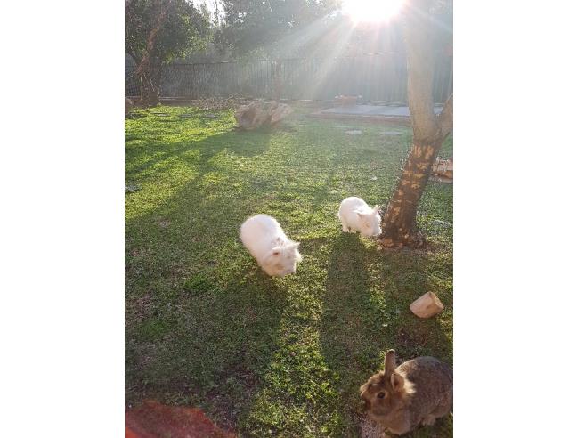 Anteprima foto 7 - Affitto Appartamento Vacanze da Privato a San Teodoro - Buddittogliu