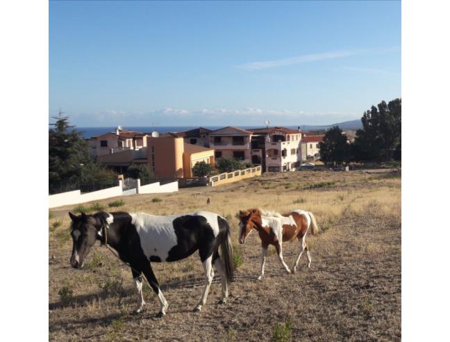 Anteprima foto 6 - Affitto Appartamento Vacanze da Privato a Valledoria - La Muddizza