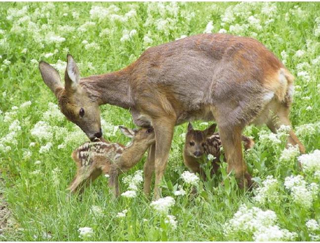 Anteprima foto 8 - Affitto Baita/Chalet/Trullo Vacanze da Privato a Ventasso (Reggio Emilia)
