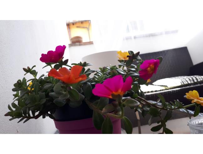 Anteprima foto 8 - Affitto Camera Doppia in Altro da Privato a Lucca - Centro Storico