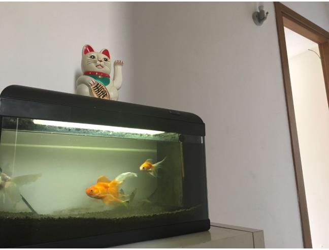 Anteprima foto 5 - Affitto Camera Singola in Appartamento da Privato a Roma - Romanina