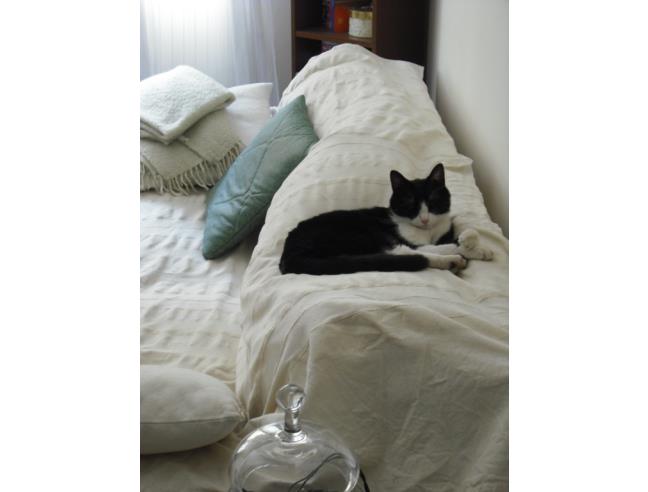 Anteprima foto 7 - Affitto Camera Singola in Appartamento da Privato a Venezia - Mestre