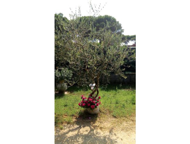 Anteprima foto 5 - Affitto Casa Vacanze da Privato a Fondi - Selvavetere