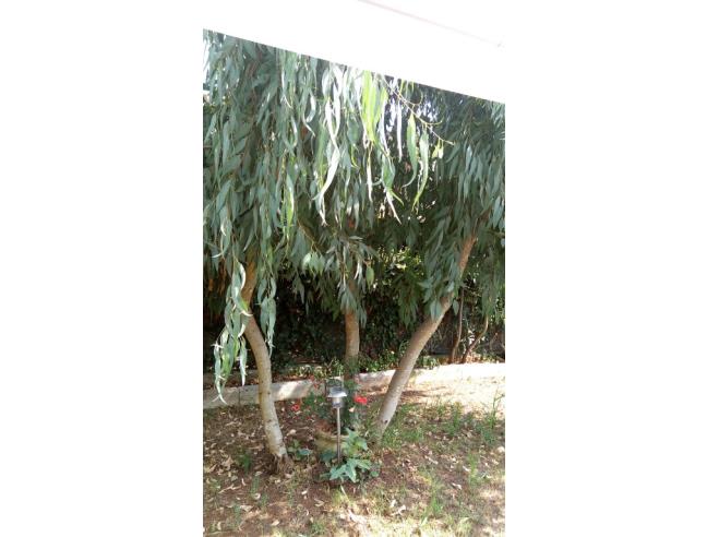 Anteprima foto 7 - Affitto Casa Vacanze da Privato a Fondi - Selvavetere