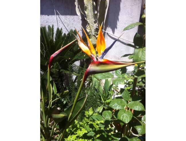 Anteprima foto 5 - Affitto Casa Vacanze da Privato a Gonnesa (Sud Sardegna)