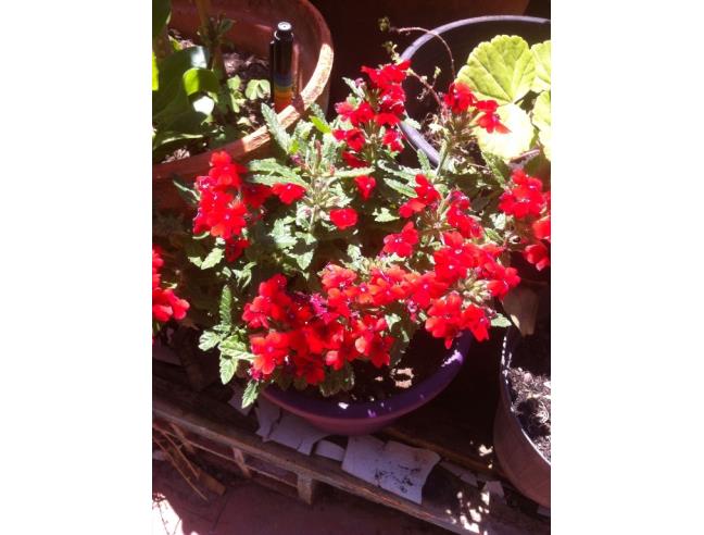 Anteprima foto 8 - Affitto Casa Vacanze da Privato a Gonnesa (Sud Sardegna)