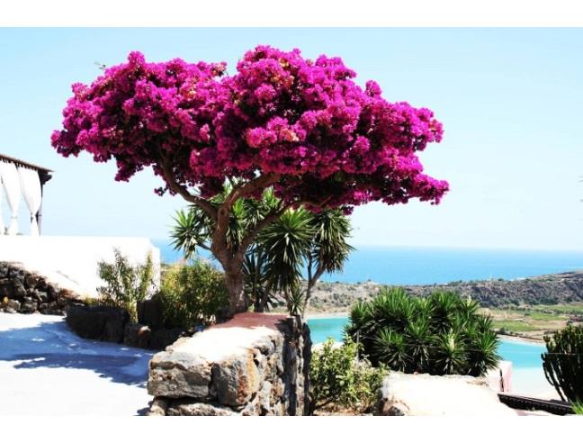 Anteprima foto 5 - Affitto Casa Vacanze da Privato a Pantelleria - Santa Chiara Di Bugeber