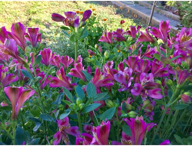 Anteprima foto 5 - Affitto Casa Vacanze da Privato a San Giovanni Suergiu (Sud Sardegna)