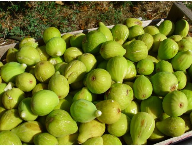 Anteprima foto 2 - Affitto Casa Vacanze da Privato a Taviano (Lecce)