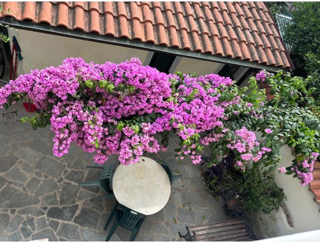 Anteprima foto 1 - Affitto Casa Vacanze da Privato a Viareggio (Lucca)