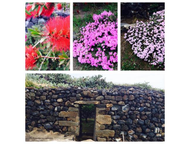 Anteprima foto 7 - Affitto Dimora tipica Vacanze da Privato a Pantelleria - Khamma