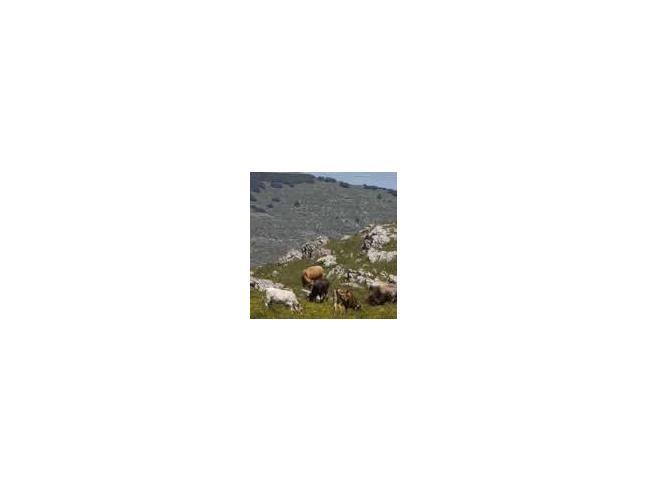 Anteprima foto 3 - Affitto Rustico/Casale Vacanze da Privato a Busso (Campobasso)