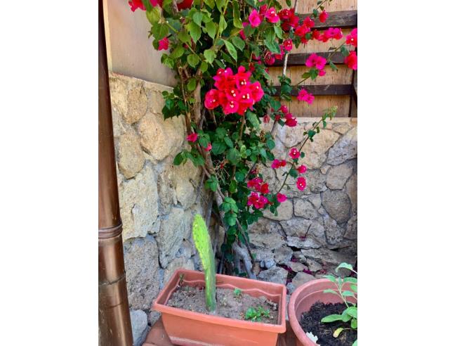 Anteprima foto 4 - Affitto Rustico/Casale Vacanze da Privato a Ozieri - Chilivani