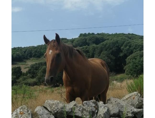 Anteprima foto 6 - Affitto Rustico/Casale Vacanze da Privato a Ozieri - Chilivani