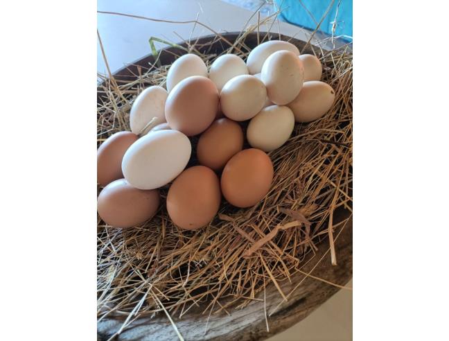 Anteprima foto 2 - Affitto Rustico/Casale Vacanze da Privato a Tempio Pausania (Sassari)