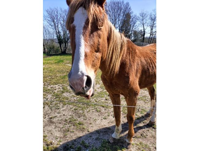 Anteprima foto 5 - Affitto Rustico/Casale Vacanze da Privato a Tempio Pausania (Sassari)