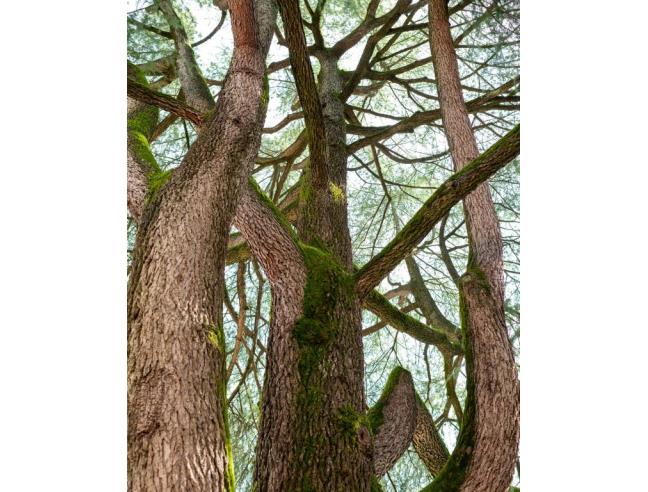 Anteprima foto 6 - Affitto Stanza Singola in Altro da Privato a Udine - Centro città