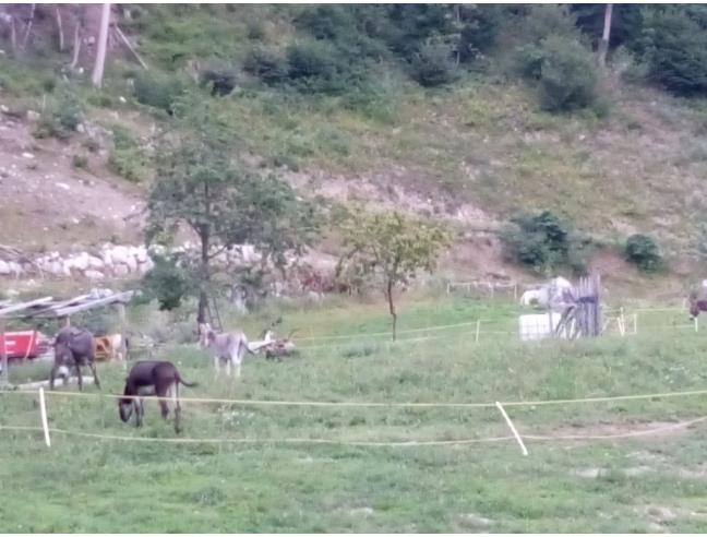 Anteprima foto 5 - Affitto Stanza Tripla in Rustico/Casale da Privato a Pinzolo - Sant'Antonio Di Mavignola
