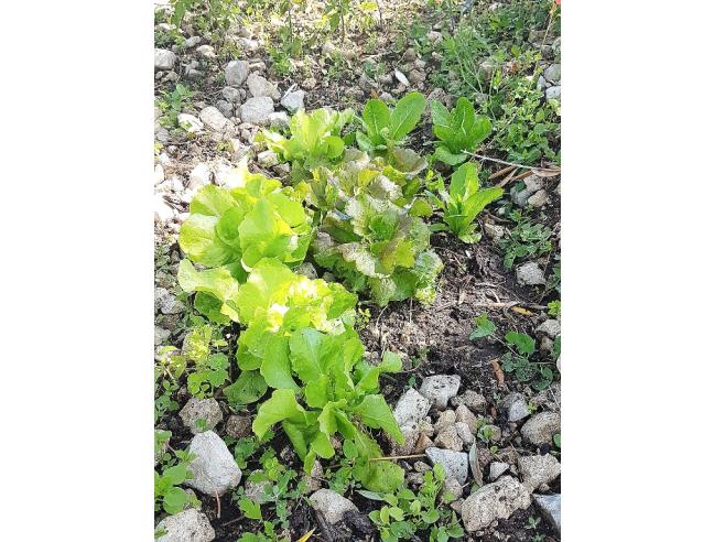 Anteprima foto 6 - Affitto Villa Vacanze da Privato a Burgio (Agrigento)