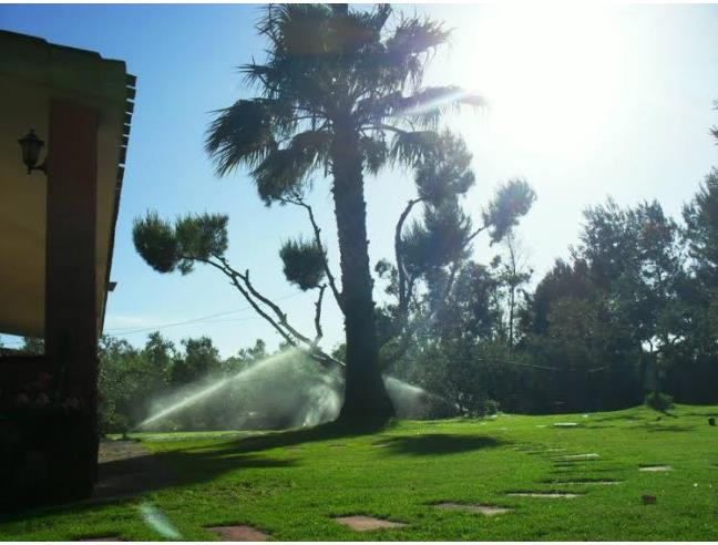 Anteprima foto 8 - Affitto Villa Vacanze da Privato a Calasetta (Sud Sardegna)