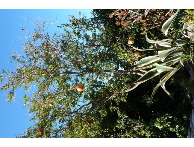 Anteprima foto 8 - Affitto Villa Vacanze da Privato a Ceglie Messapica (Brindisi)