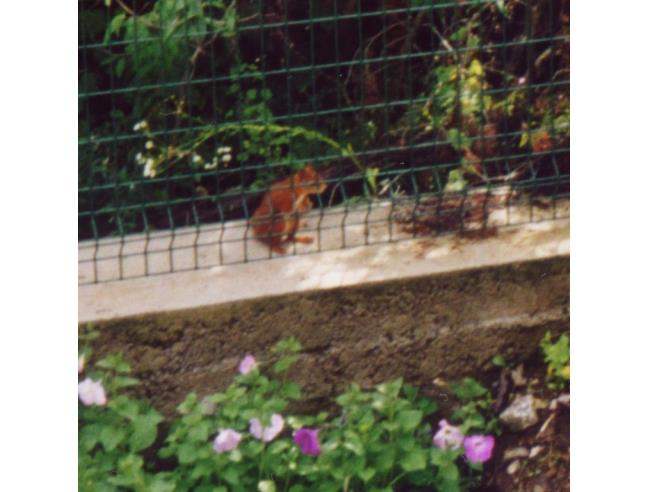 Anteprima foto 8 - Affitto Villa Vacanze da Privato a Dimaro Folgarida (Trento)