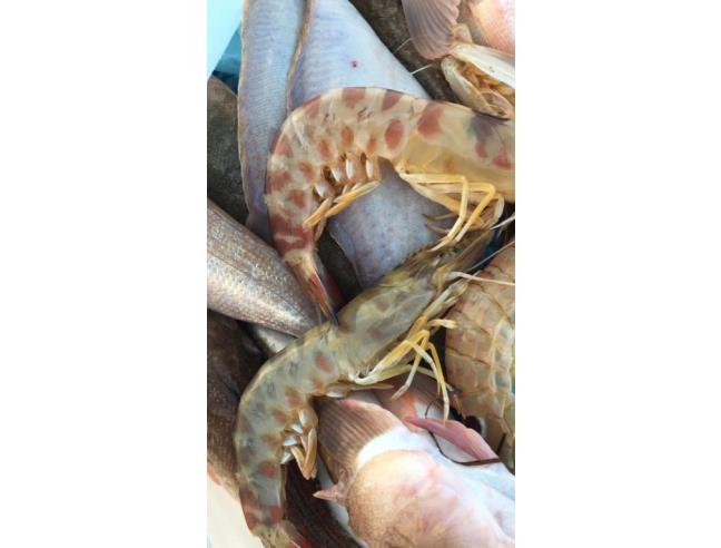 Anteprima foto 2 - Affitto Villa Vacanze da Privato a Ginosa (Taranto)