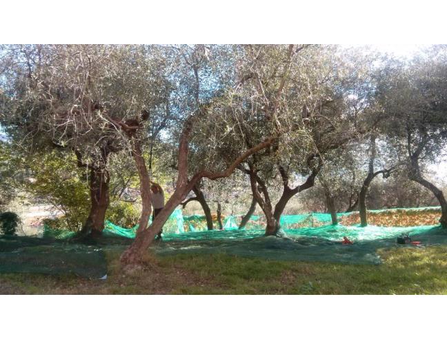 Anteprima foto 5 - Affitto Villa Vacanze da Privato a Imperia - Poggi