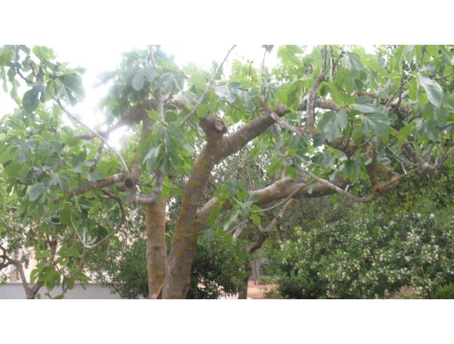 Anteprima foto 4 - Affitto Villa Vacanze da Privato a Manduria - San Pietro