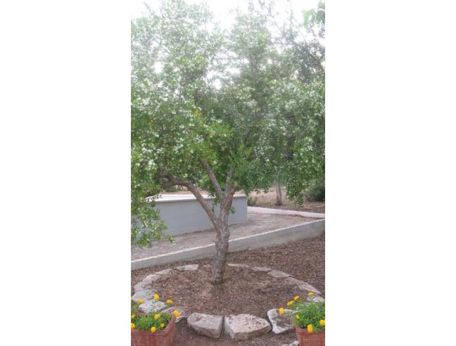 Anteprima foto 5 - Affitto Villa Vacanze da Privato a Manduria - San Pietro