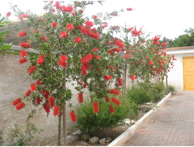 Anteprima foto 6 - Affitto Villa Vacanze da Privato a Manduria - San Pietro