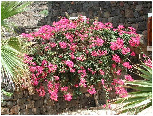 Anteprima foto 2 - Affitto Villa Vacanze da Privato a Pantelleria (Trapani)