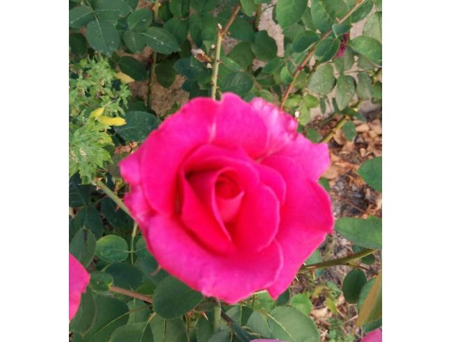 Anteprima foto 5 - Affitto Villa Vacanze da Privato a Patti (Messina)