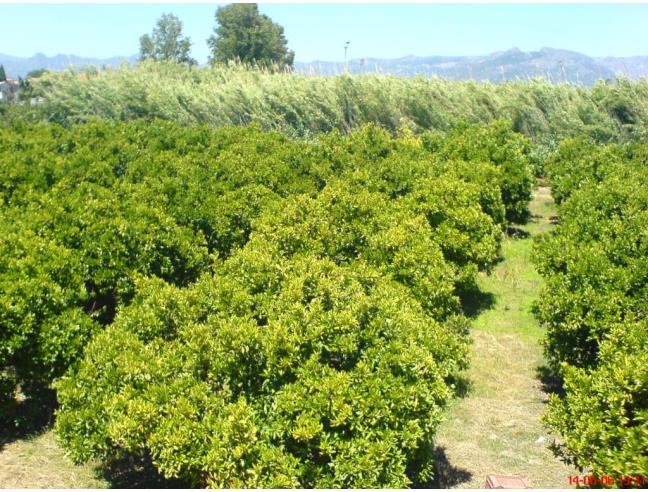 Anteprima foto 5 - Affitto Villa Vacanze da Privato a Tortolì (Nuoro)