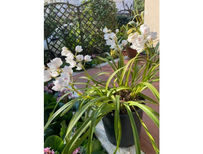 Anteprima foto 1 - Affitto Villetta a schiera Vacanze da Privato a Camaiore - Lido Di Camaiore