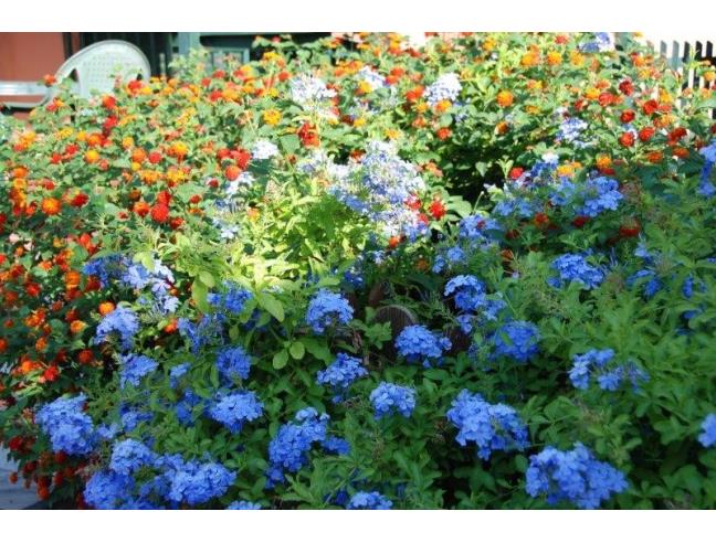 Anteprima foto 2 - Affitto Villetta a schiera Vacanze da Privato a Capaci (Palermo)