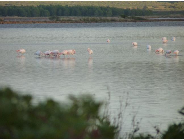 Anteprima foto 8 - Affitto Villetta a schiera Vacanze da Privato a Giba (Sud Sardegna)