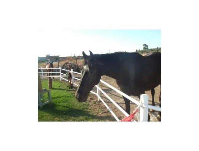 Anteprima foto 5 - Affitto Villetta a schiera Vacanze da Privato a Isola di Capo Rizzuto - Le Castella