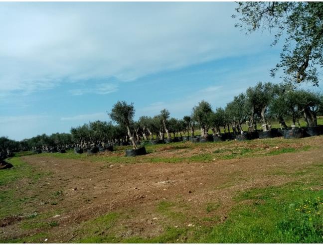 Anteprima foto 5 - Altro in Affitto a Bari - San Giorgio