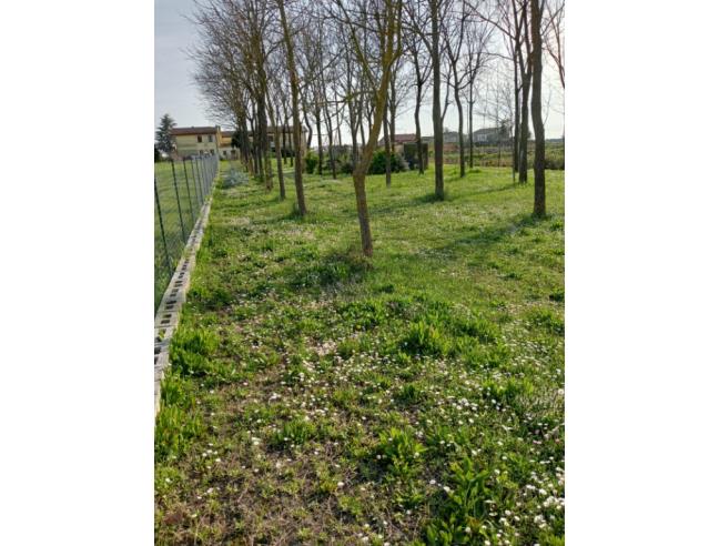 Anteprima foto 4 - Altro in Vendita a Arzergrande (Padova)