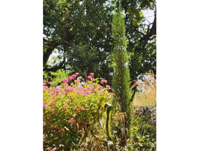 Anteprima foto 4 - Altro in Vendita a Cetraro (Cosenza)