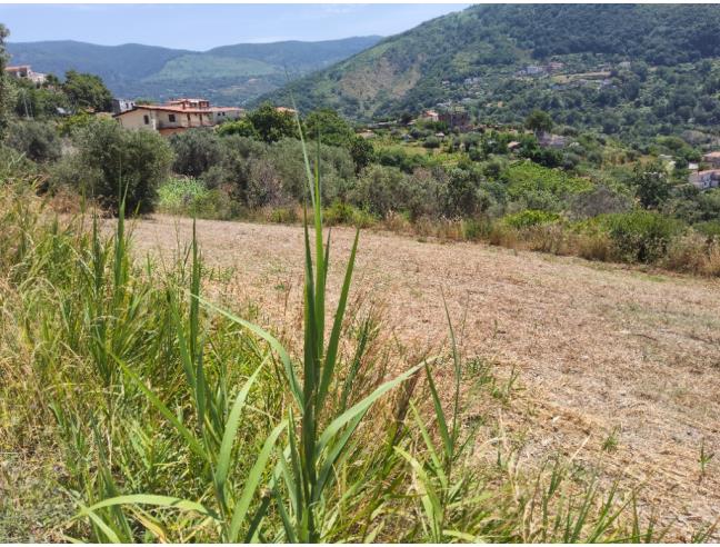 Anteprima foto 5 - Altro in Vendita a Cetraro (Cosenza)