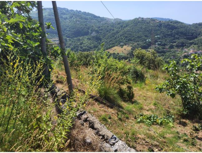 Anteprima foto 6 - Altro in Vendita a Cetraro (Cosenza)