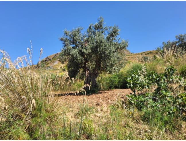 Anteprima foto 8 - Altro in Vendita a Cetraro (Cosenza)